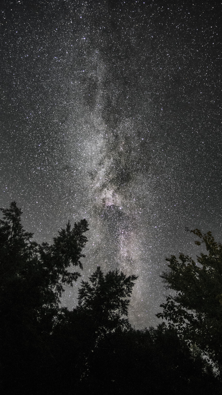 The milky way rises straight above some trees